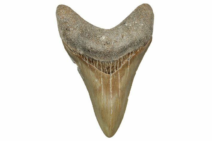 Serrated, Fossil Megalodon Tooth - North Carolina #344080